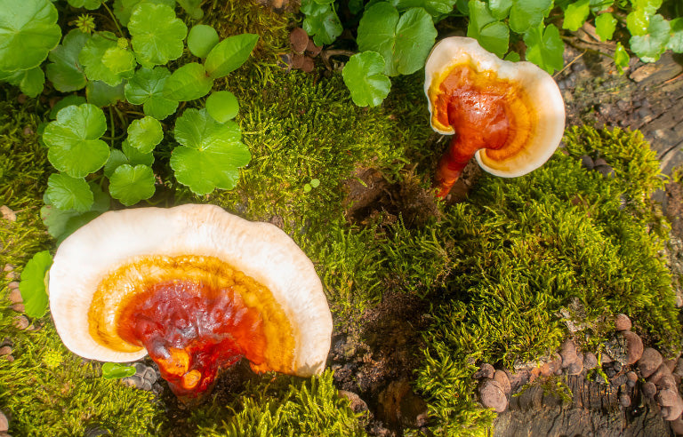 LE REISHI EST BON POUR QUOI? 5 RAISONS.