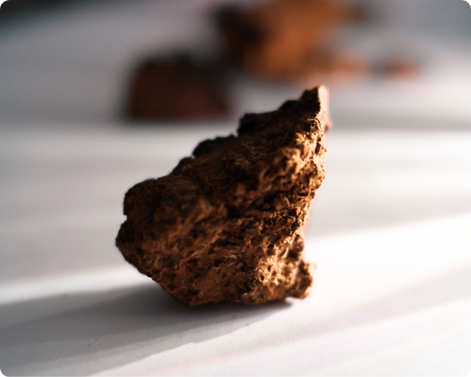 Chaga