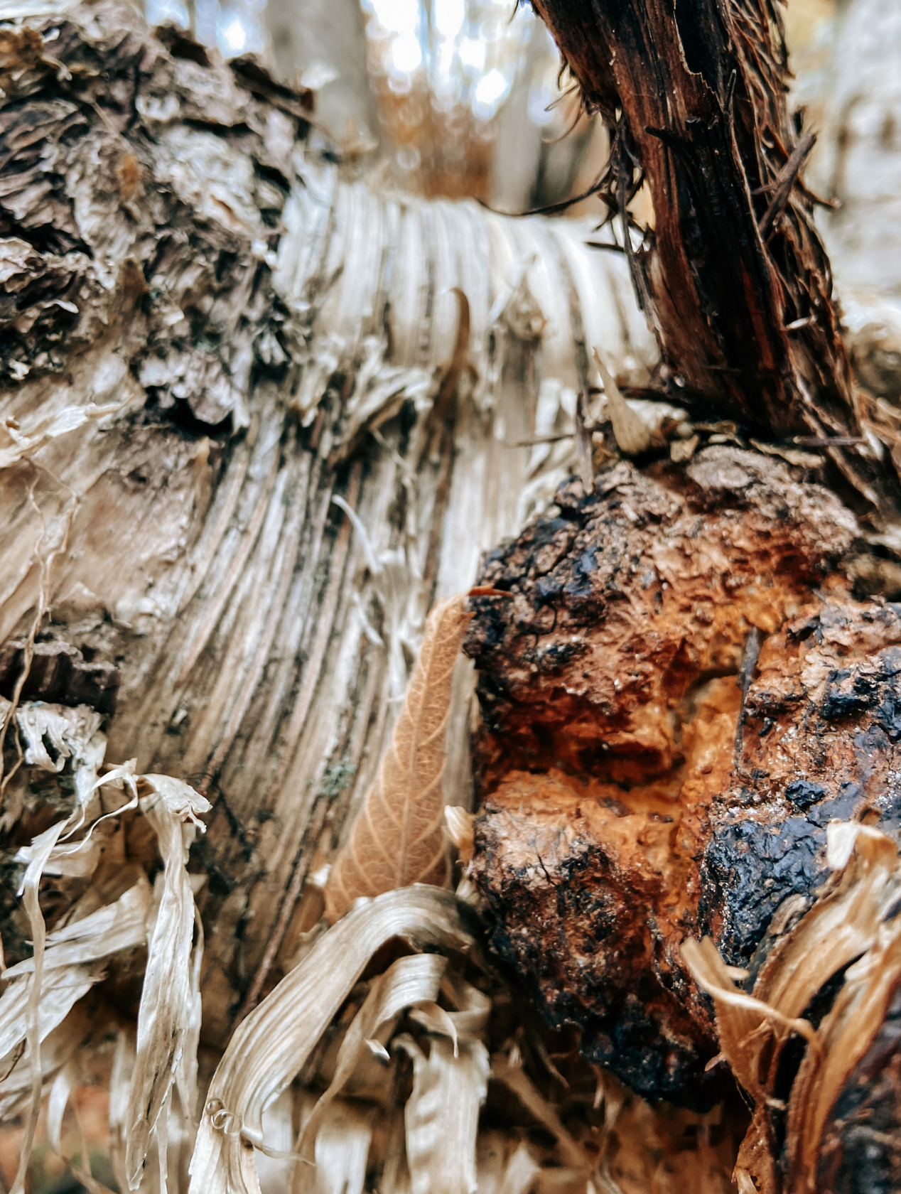 Chaga Chipits