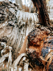 Chaga Chipits